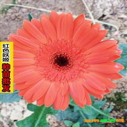 花與家具 色彩名稱的巧妙融合